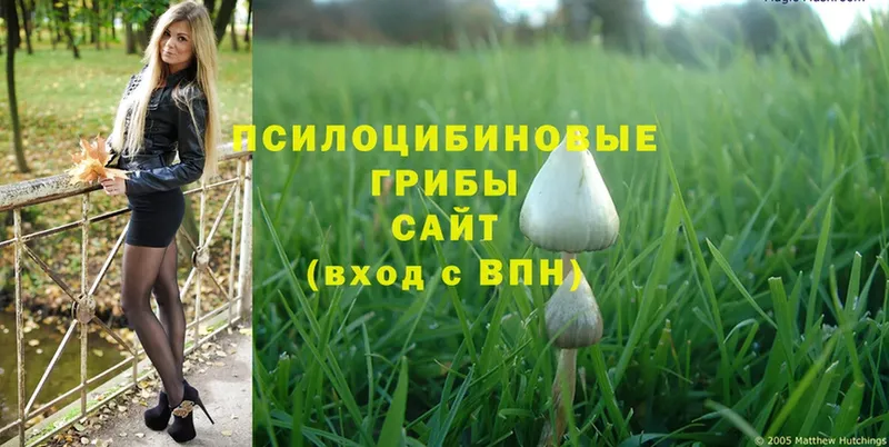 цена   Большой Камень  Галлюциногенные грибы Magic Shrooms 